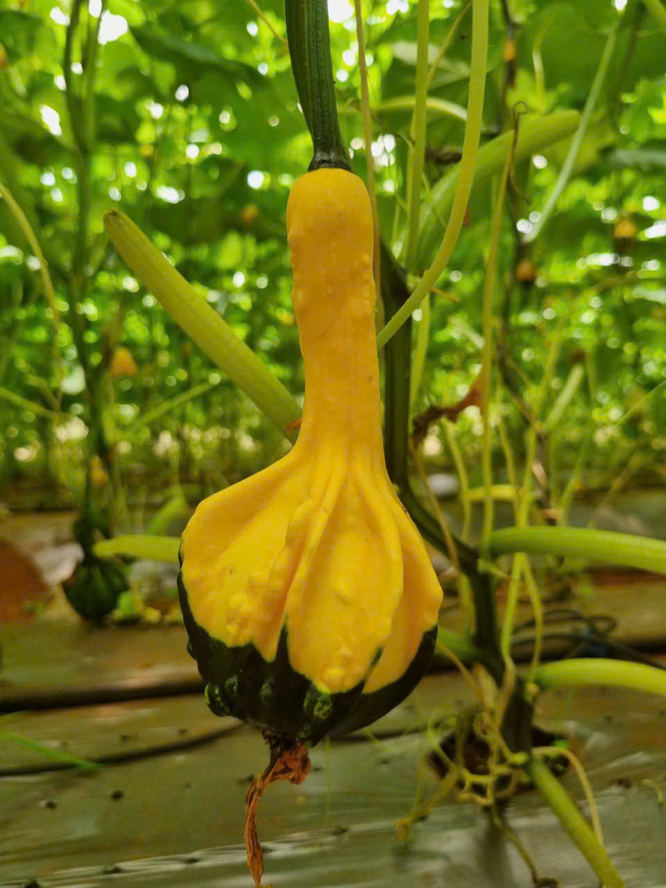 Bí thiên nga - Hợp Tác Xã Rau Sạch Nguyễn Minh